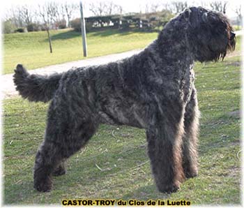 bouvier des flandres du clos de la luette - copyright déposé